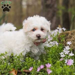 Leo, Bich-Poo Puppy